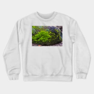 Winter Greens Crewneck Sweatshirt